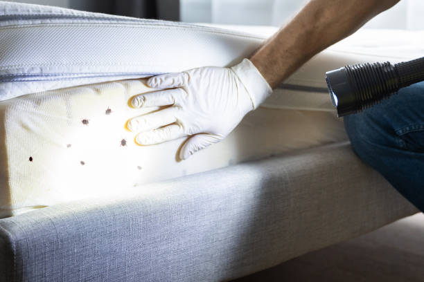 Best Mosquito Control Services  in Lyndon, KY